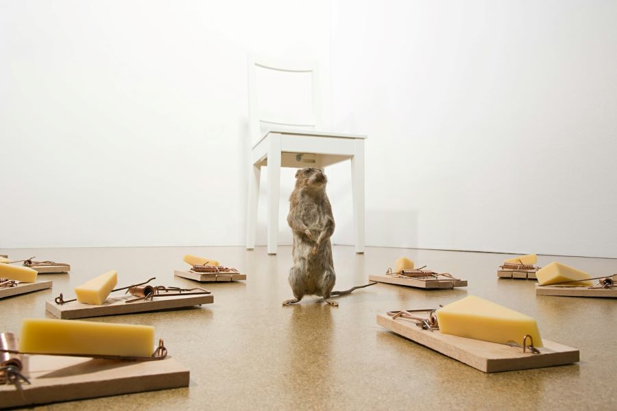 a mouse surrounded by mousetraps with cheese